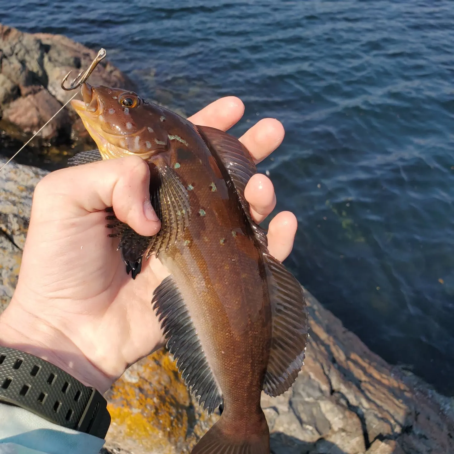 Kelp greenling caught on Fishbrain