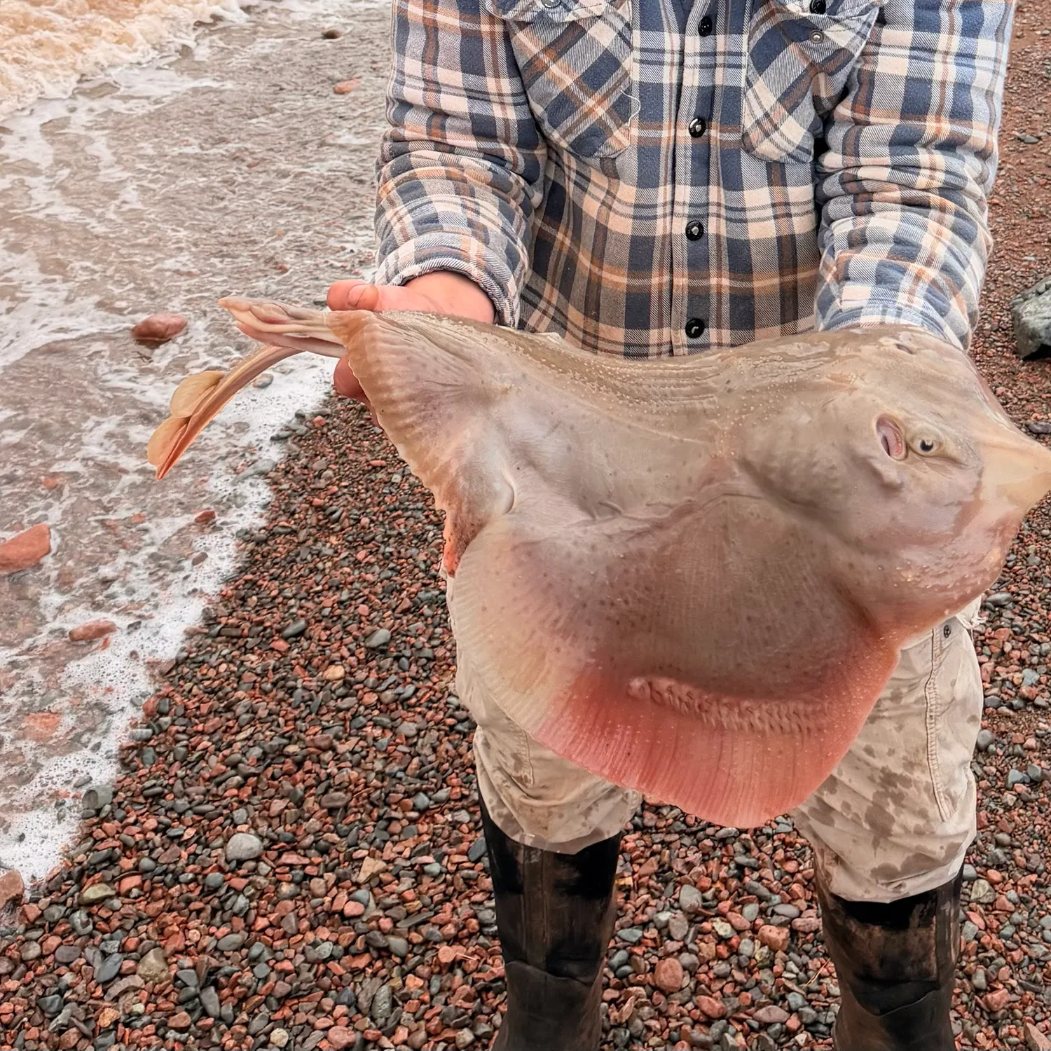 Starry ray caught on Fishbrain