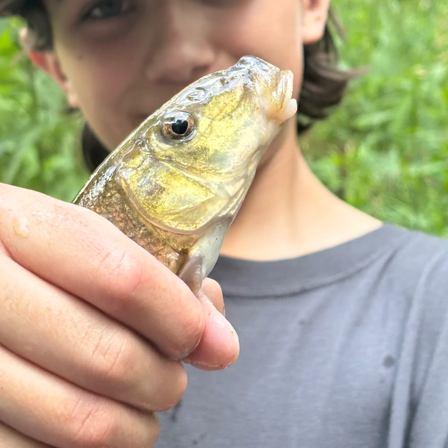 The most recent Northern hogsucker catches on Fishbrain