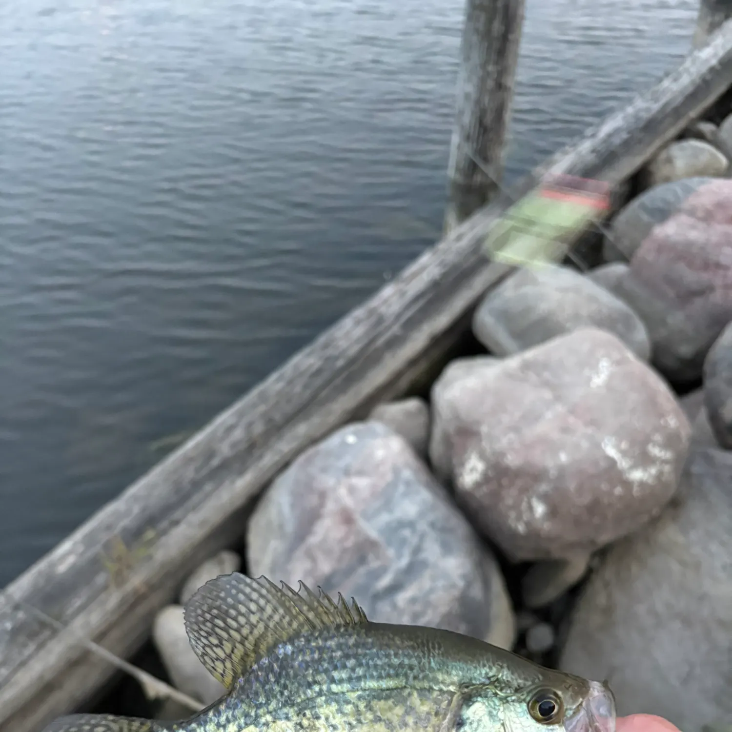 Black crappie caught on Fishbrain