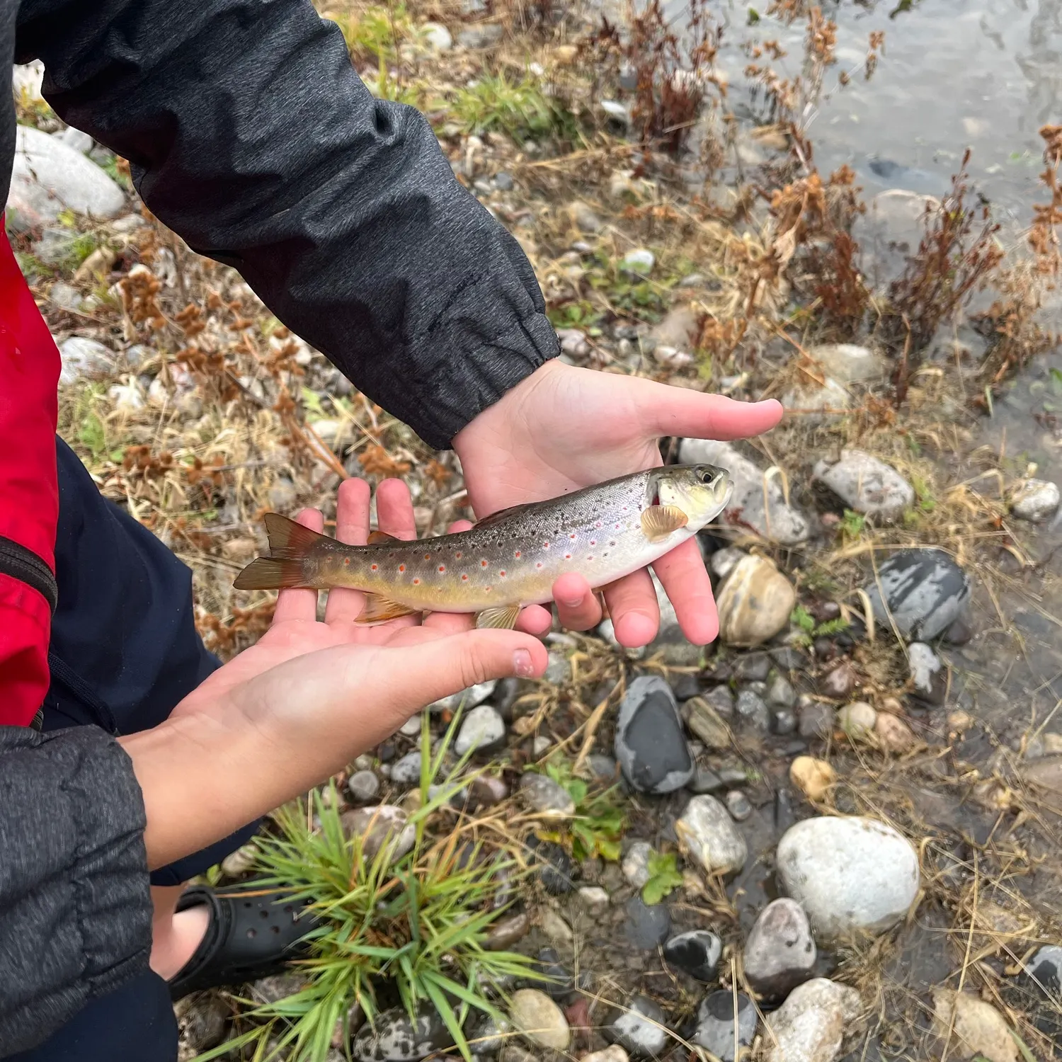 Brown trout caught on Fishbrain