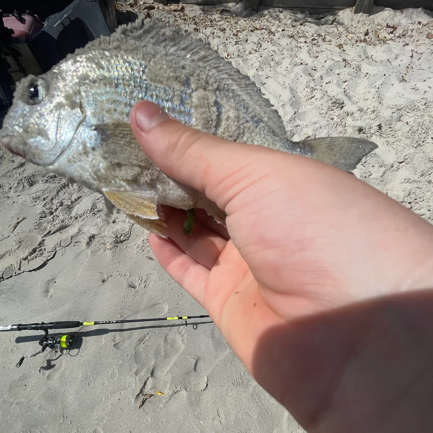 Surf bream caught on Fishbrain