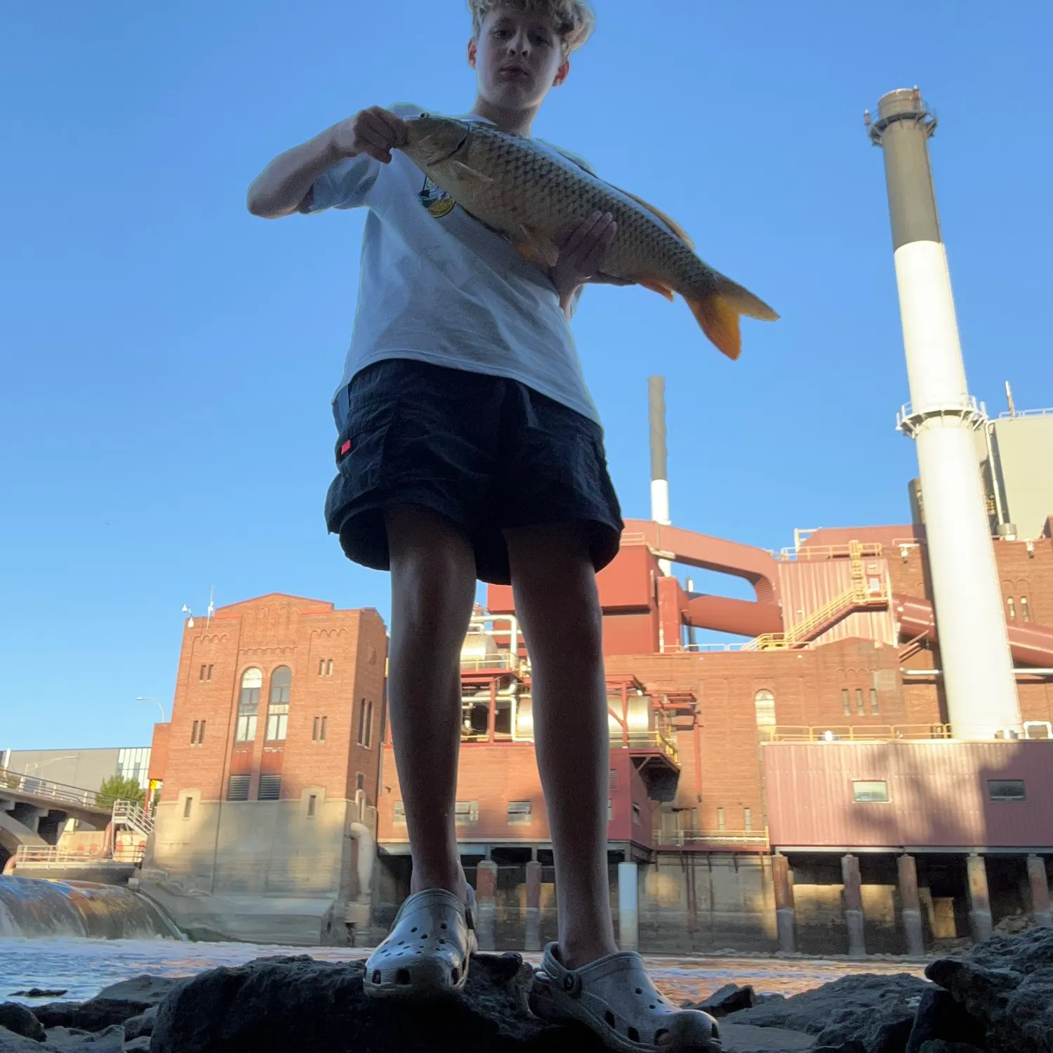 Common carp caught on Fishbrain
