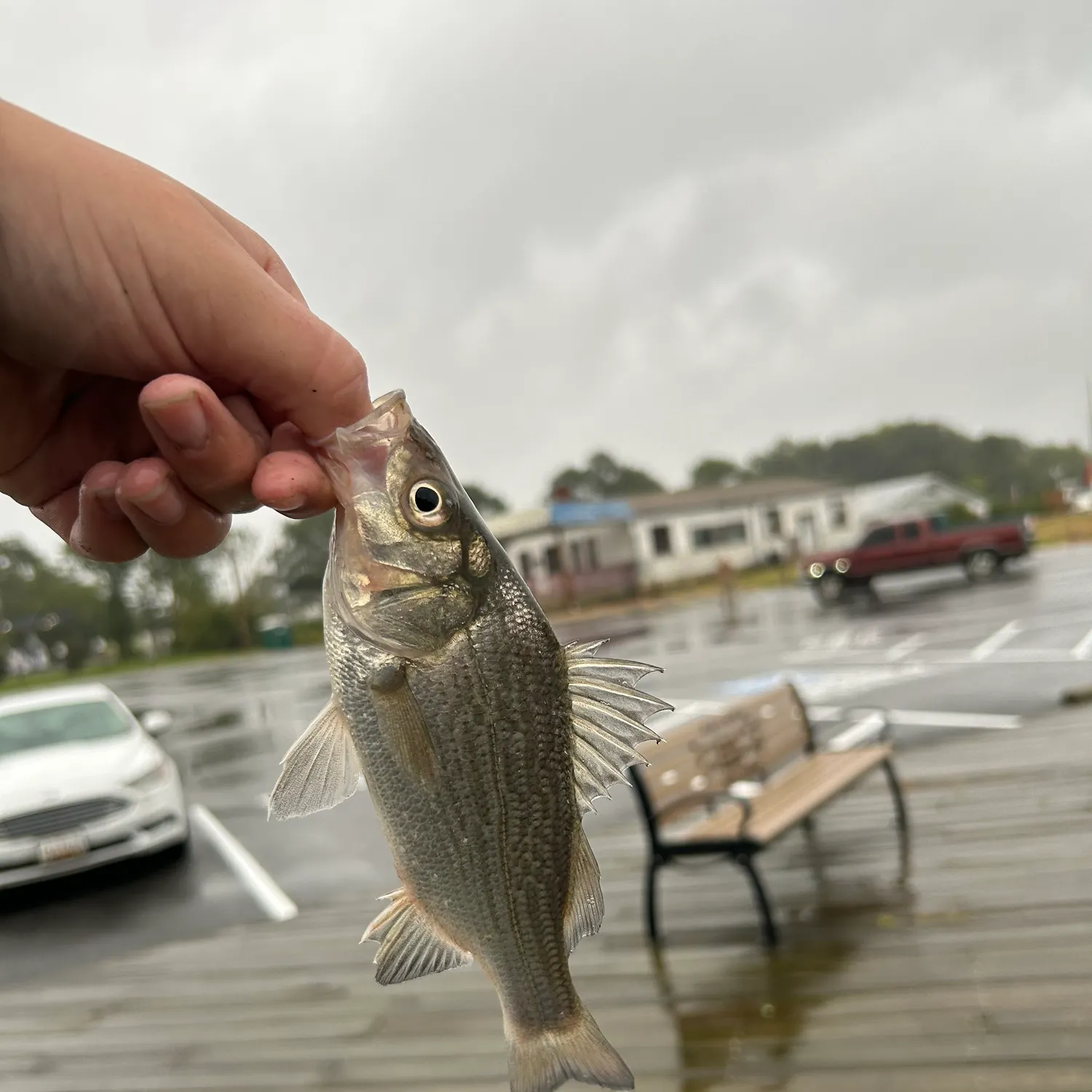 White perch caught on Fishbrain
