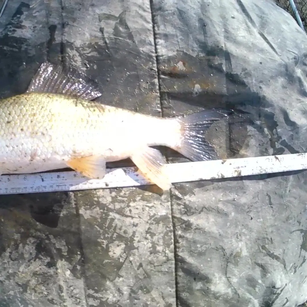 The most recent Silver redhorse catches on Fishbrain