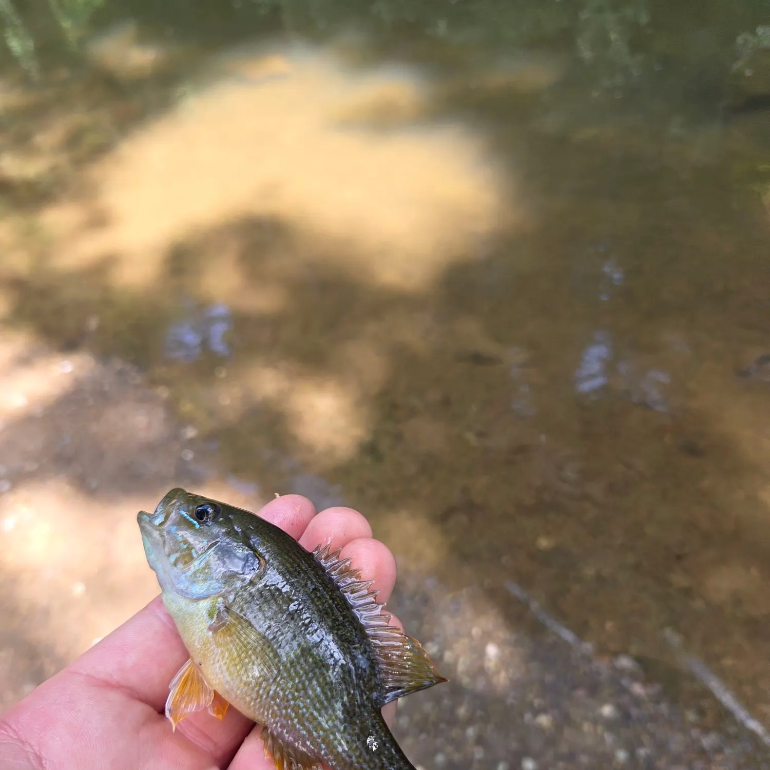 Green sunfish caught on Fishbrain