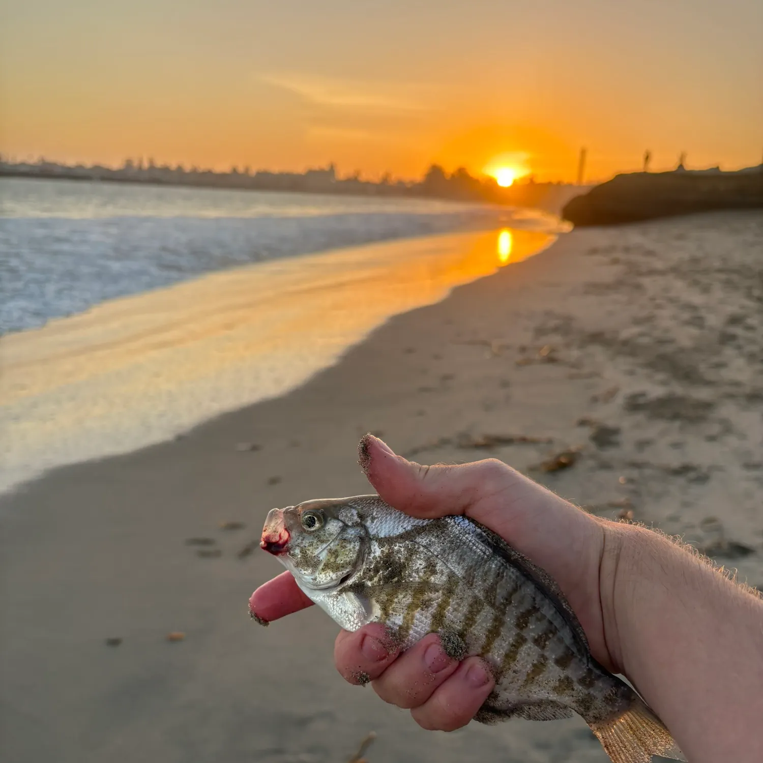 The most recent Barred surfperch catches on Fishbrain