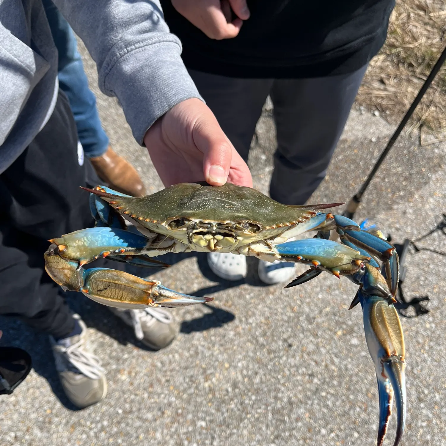 The most recent Blue crab catches on Fishbrain