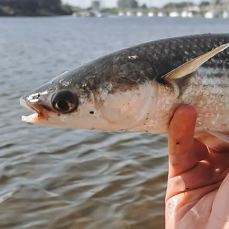 The most recent Thinlip grey mullet catches on Fishbrain