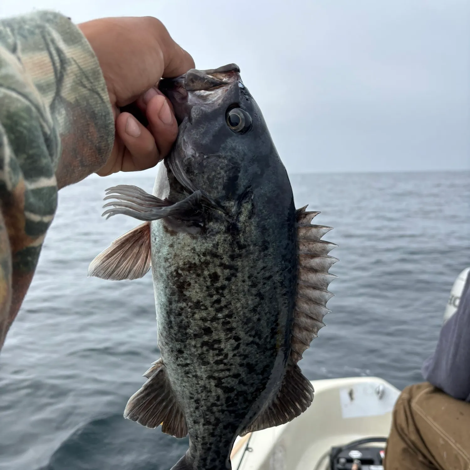 Black rockfish caught on Fishbrain