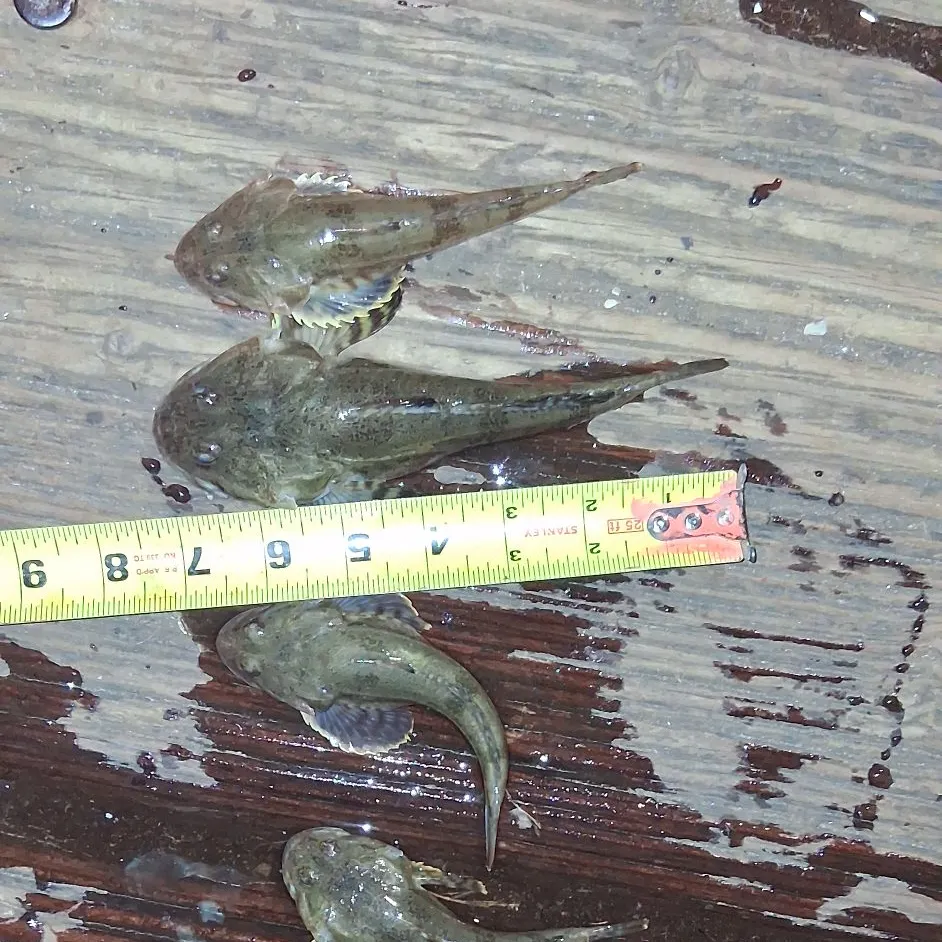 The most recent Pacific staghorn sculpin catches on Fishbrain