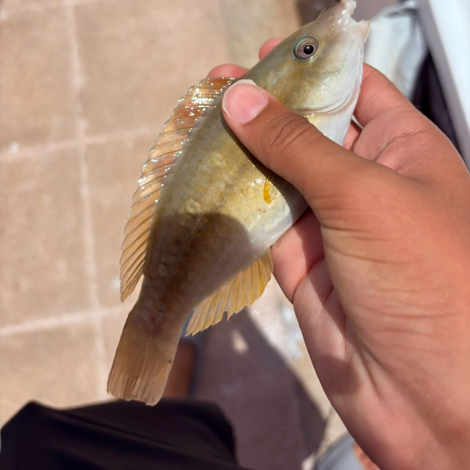 The most recent Princess parrotfish catches on Fishbrain