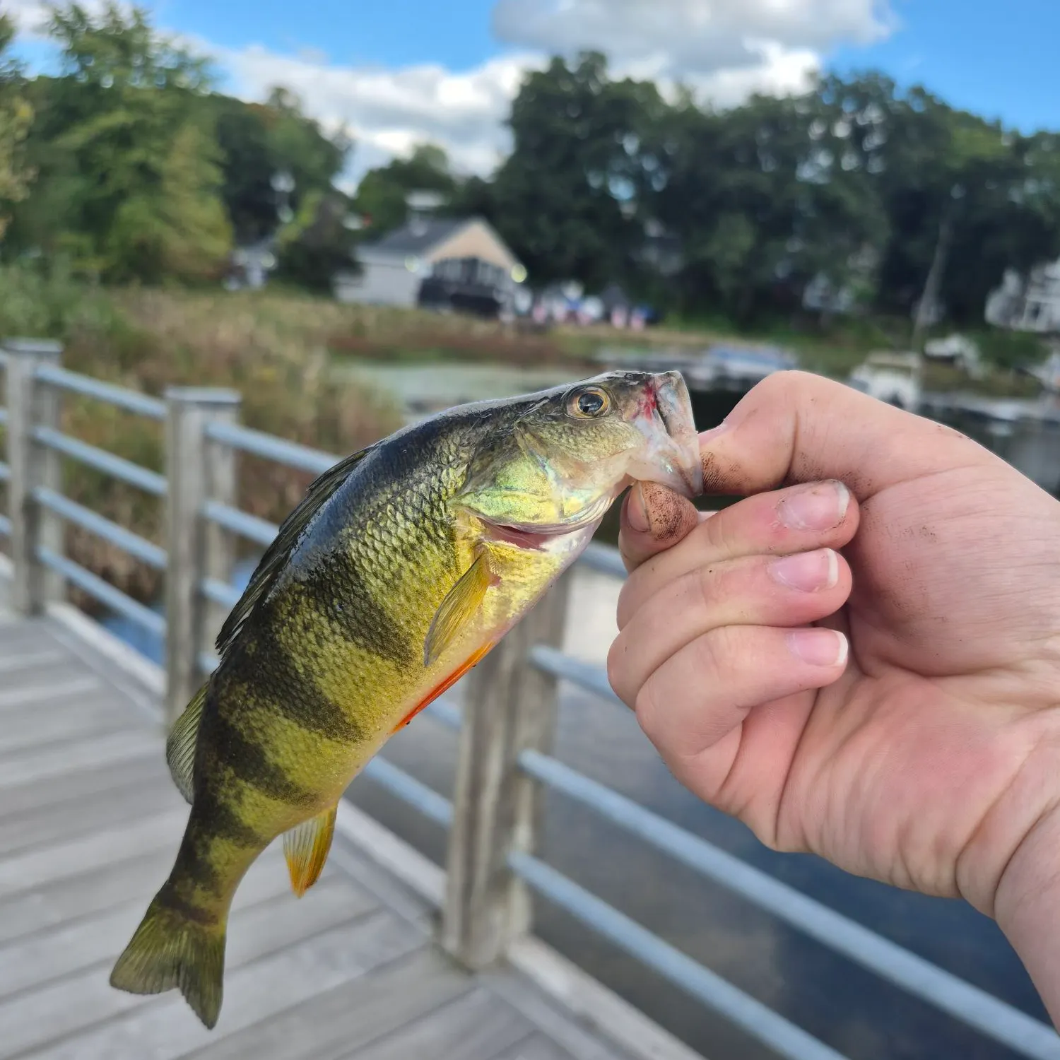 catch
