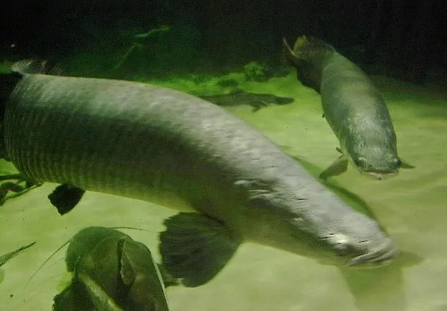 Arapaima