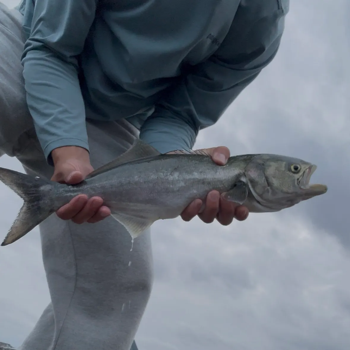 Bluefish caught on Fishbrain