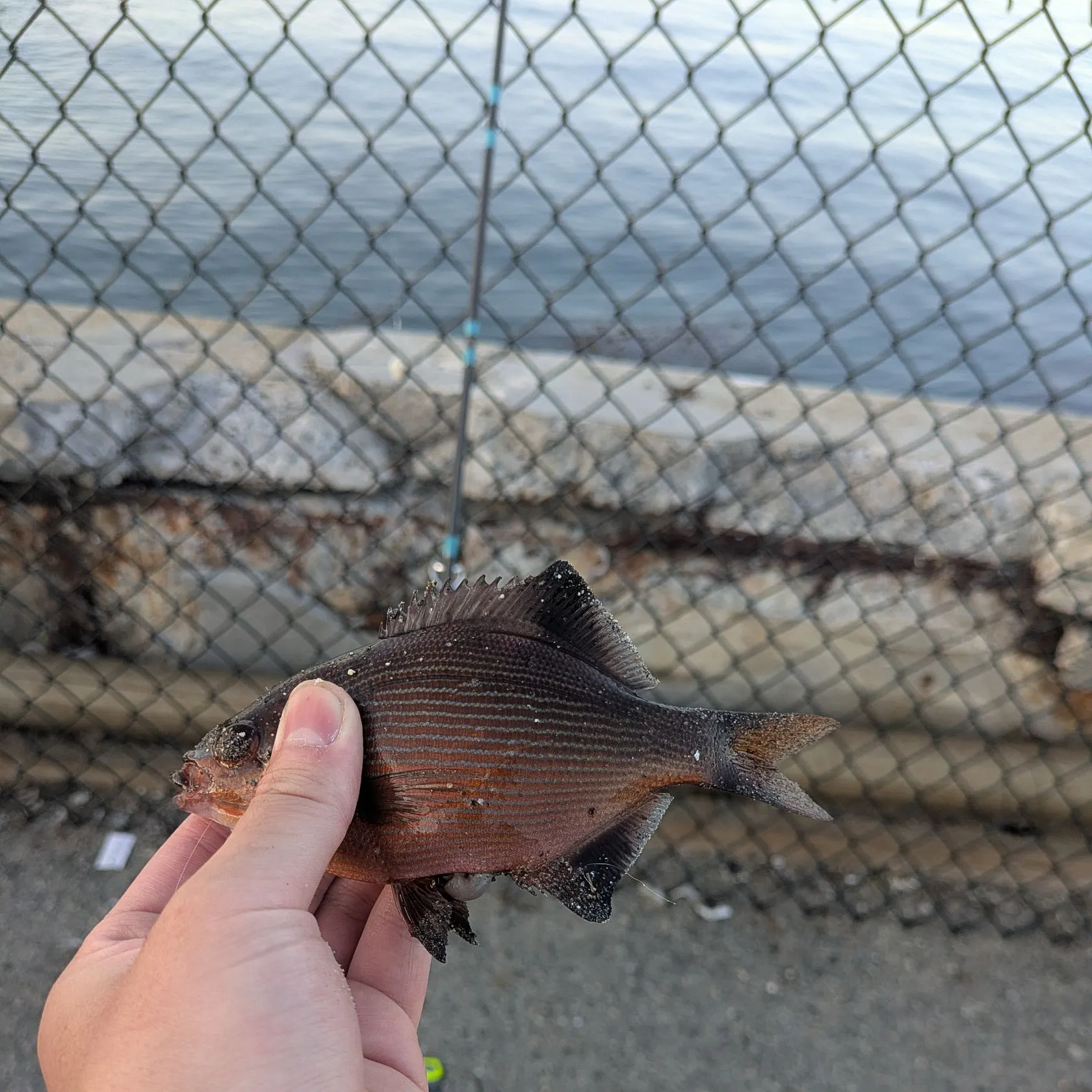 The most recent Striped seaperch catches on Fishbrain