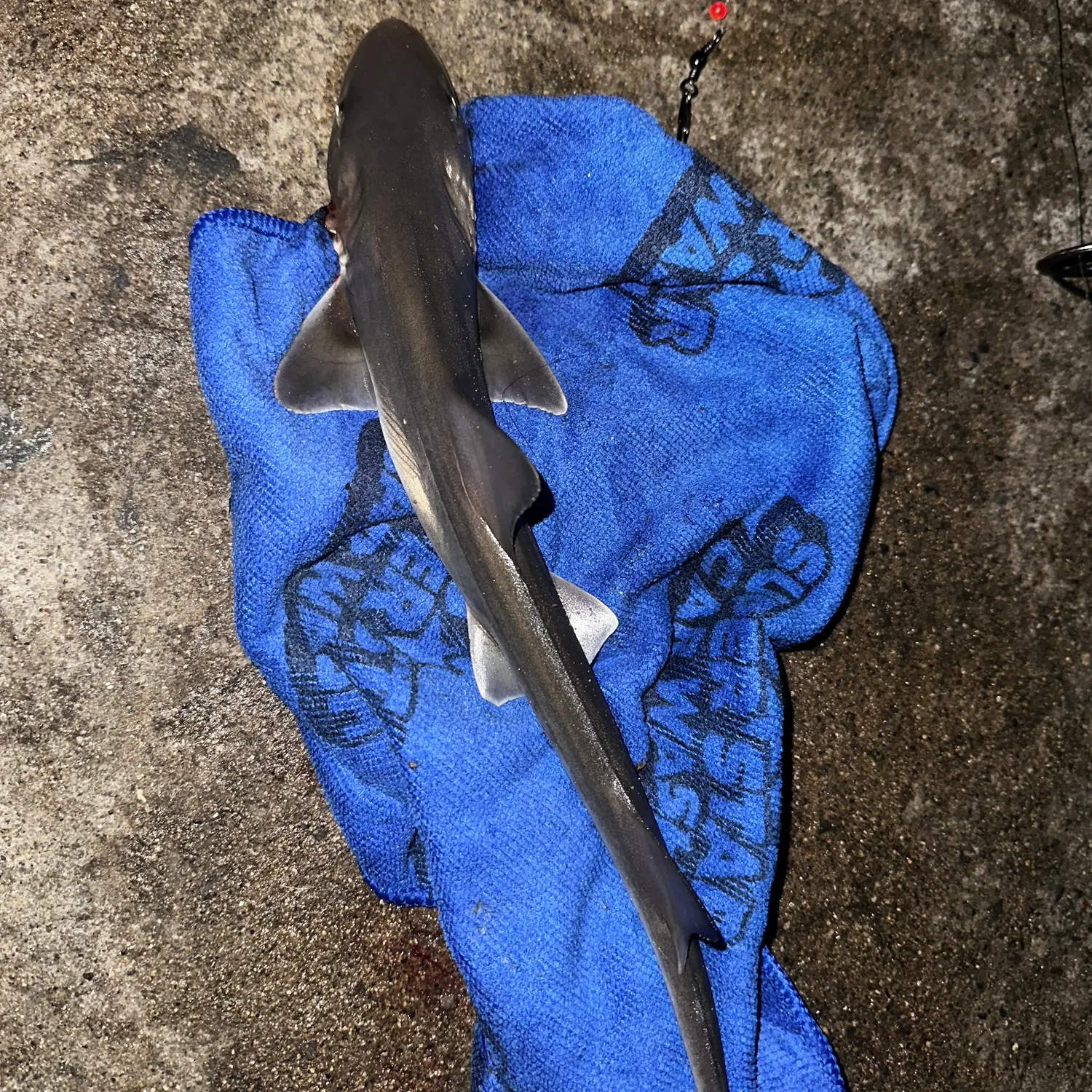 Fish caught on Fishbrain