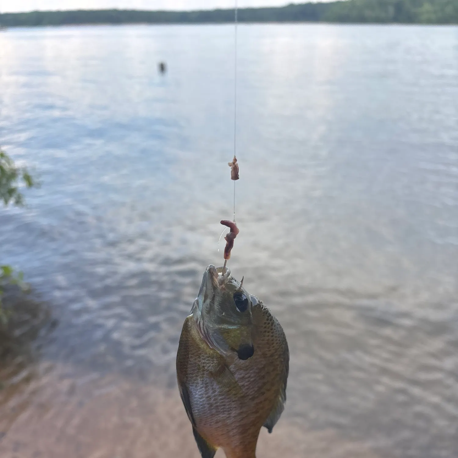 The most recent Bluegill catches on Fishbrain
