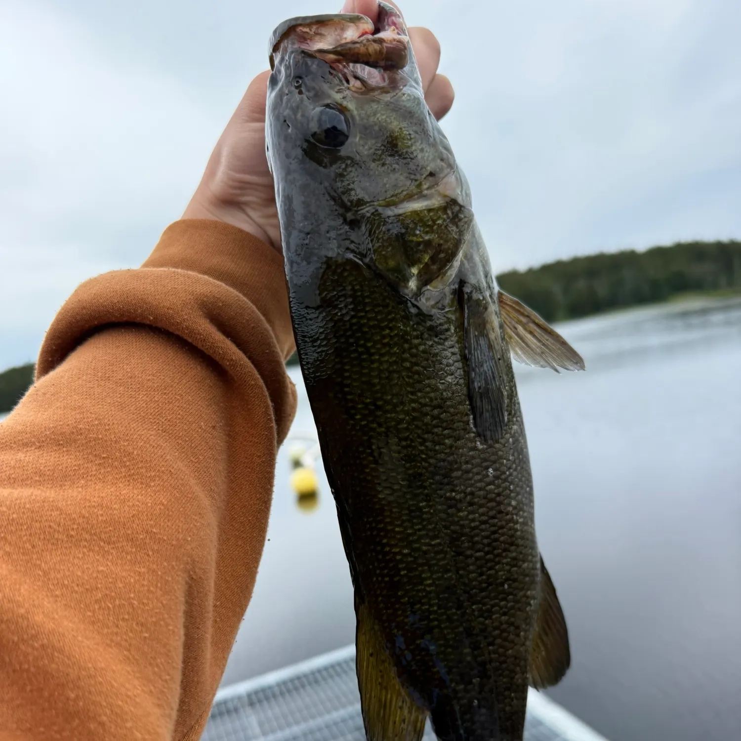 Smallmouth bass caught on Fishbrain