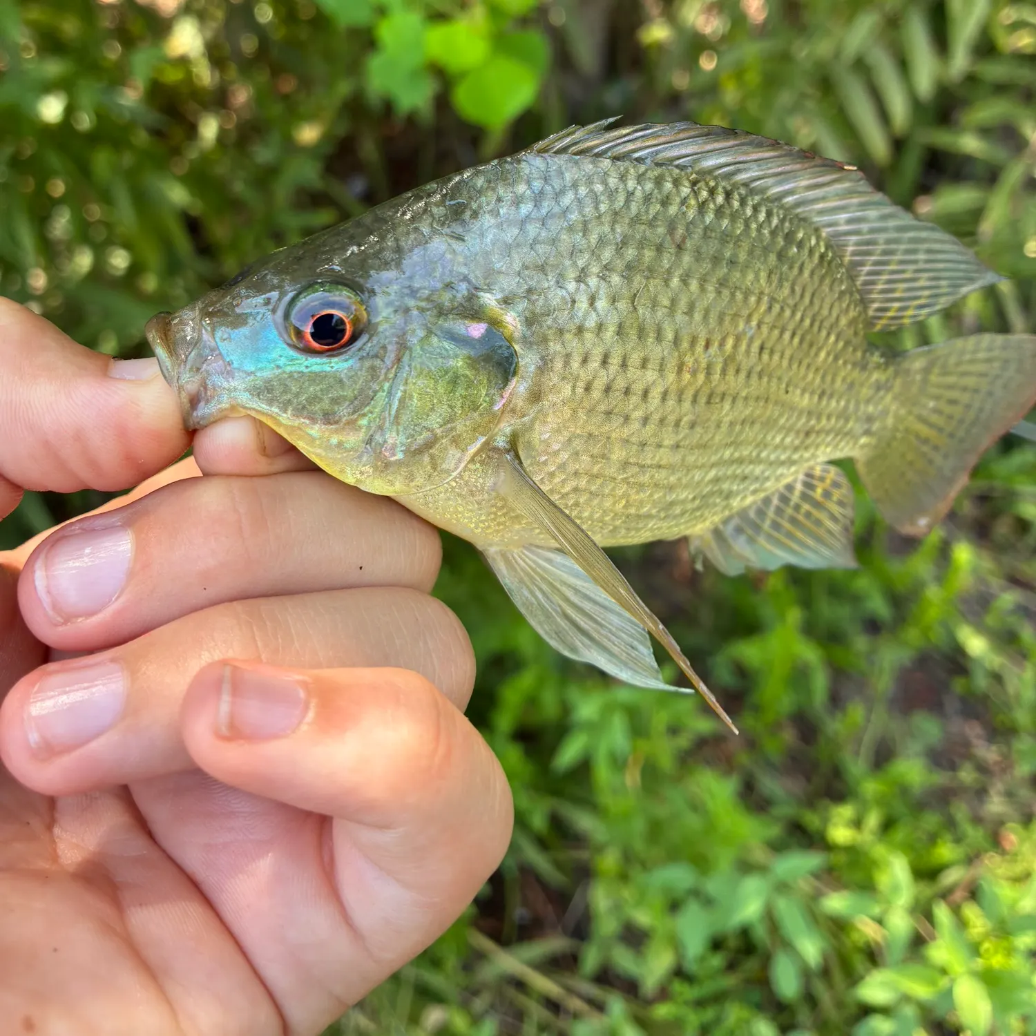 Blue tilapia caught on Fishbrain