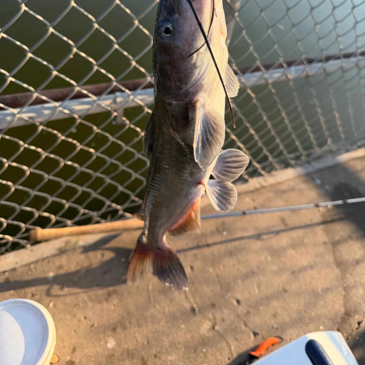 catch