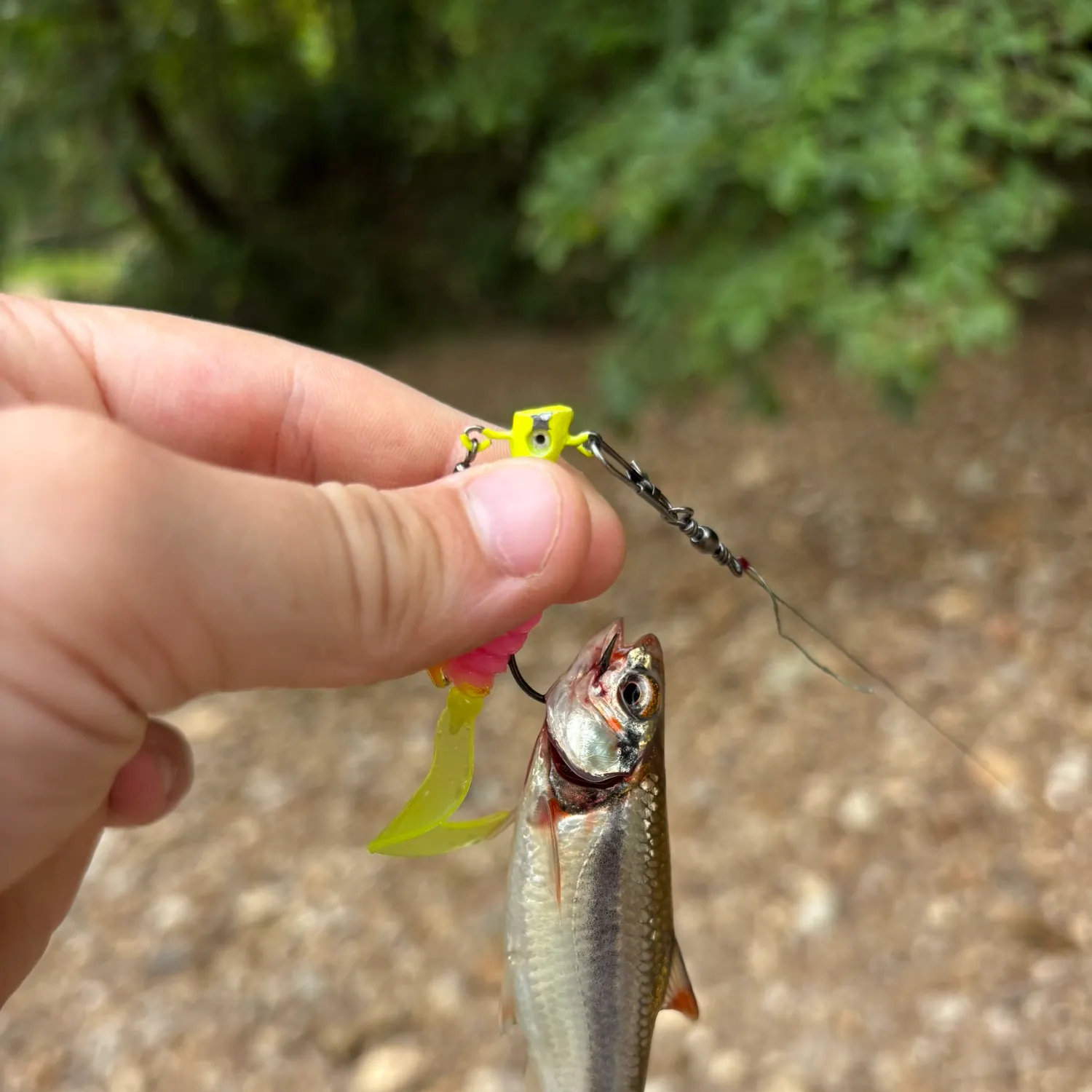 The most recent Blotched picarel catches on Fishbrain