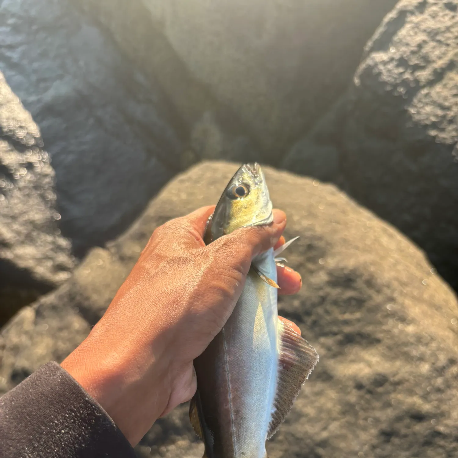 Atlantic pollock caught on Fishbrain