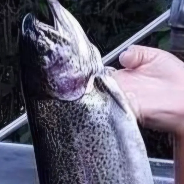 Rainbow trout caught on Fishbrain