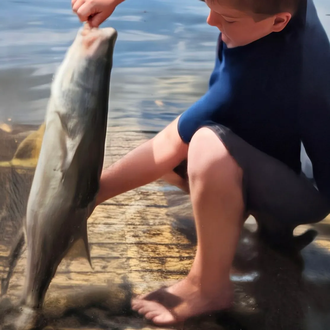 The most recent Common snook catches on Fishbrain