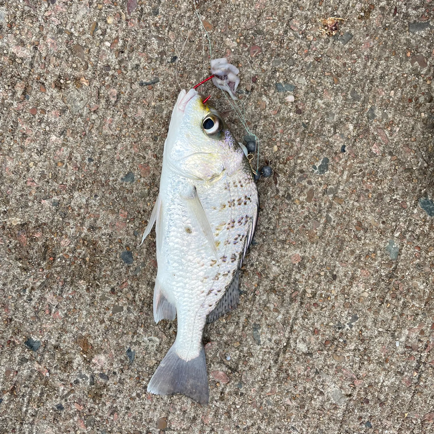 The most recent Javelin grunter catches on Fishbrain