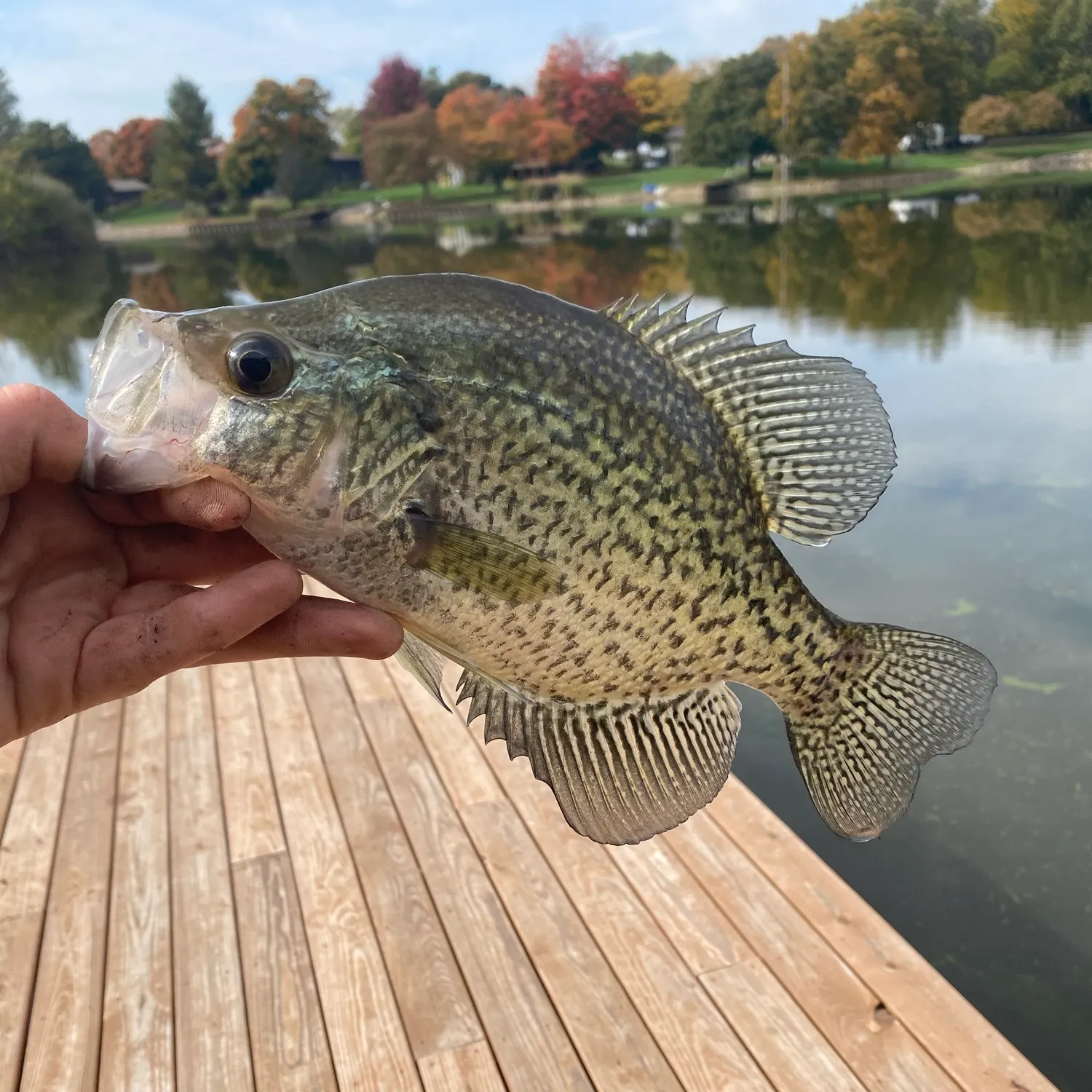 Black crappie caught on Fishbrain