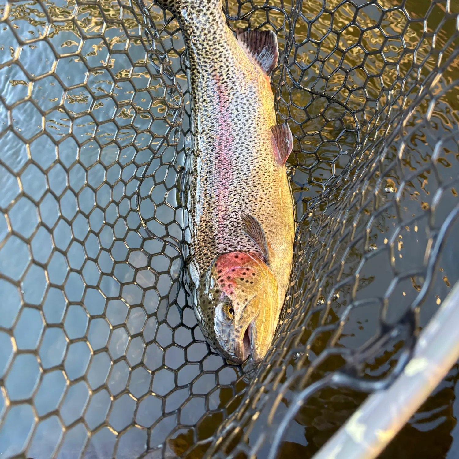 Rainbow trout caught on Fishbrain