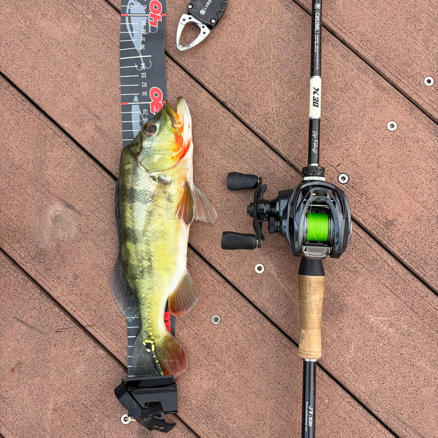 Butterfly peacock bass caught on Fishbrain