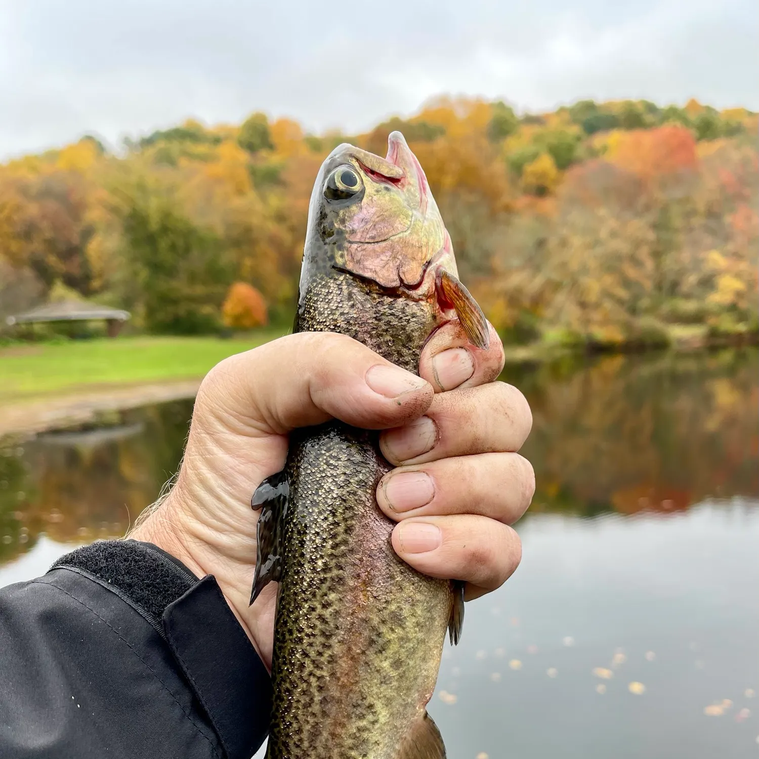 Rainbow trout caught on Fishbrain