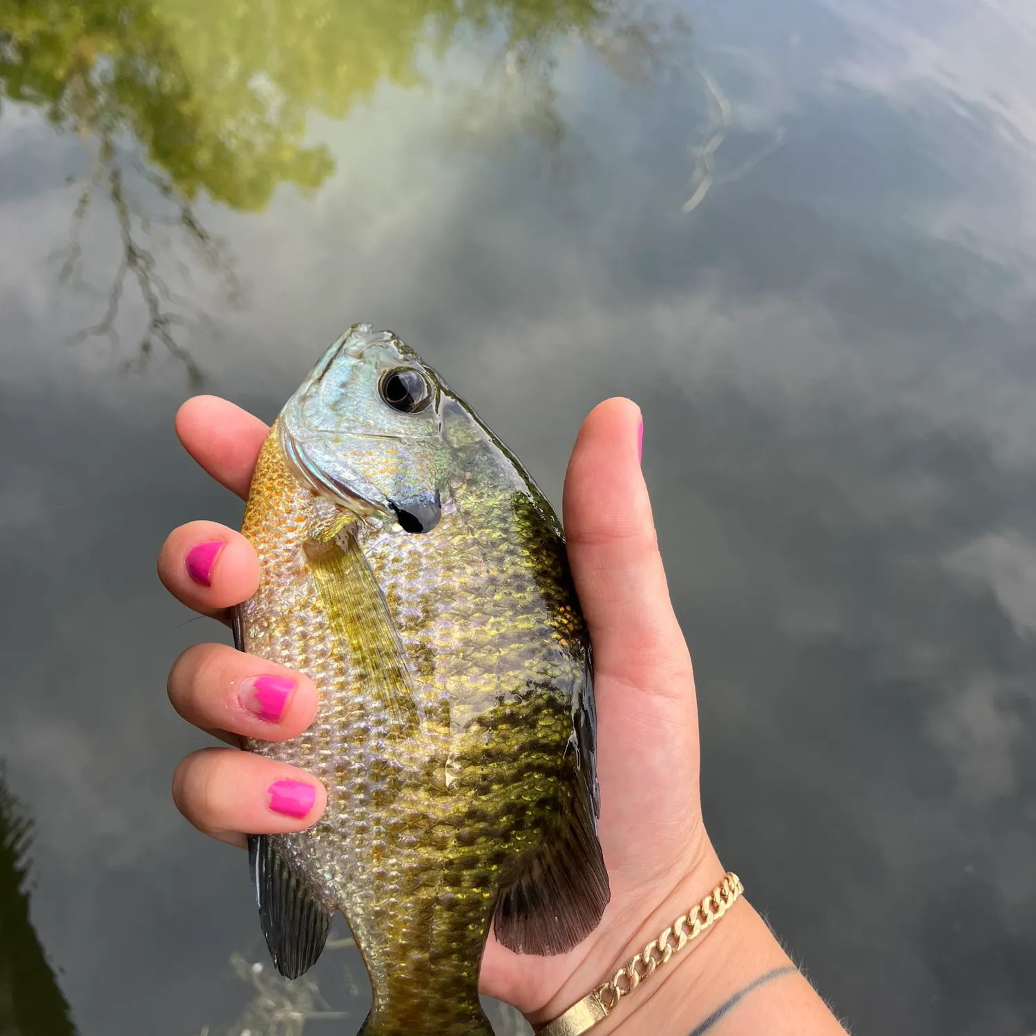 Bluegill caught on Fishbrain