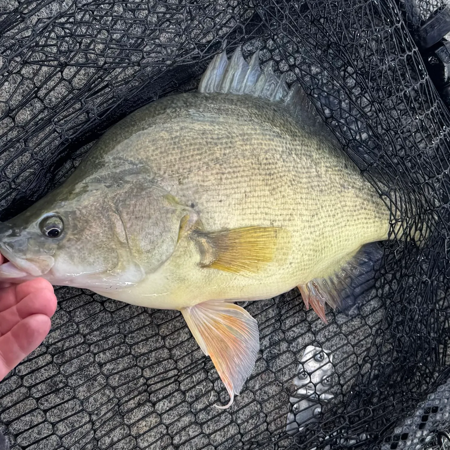 The most recent Golden perch catches on Fishbrain