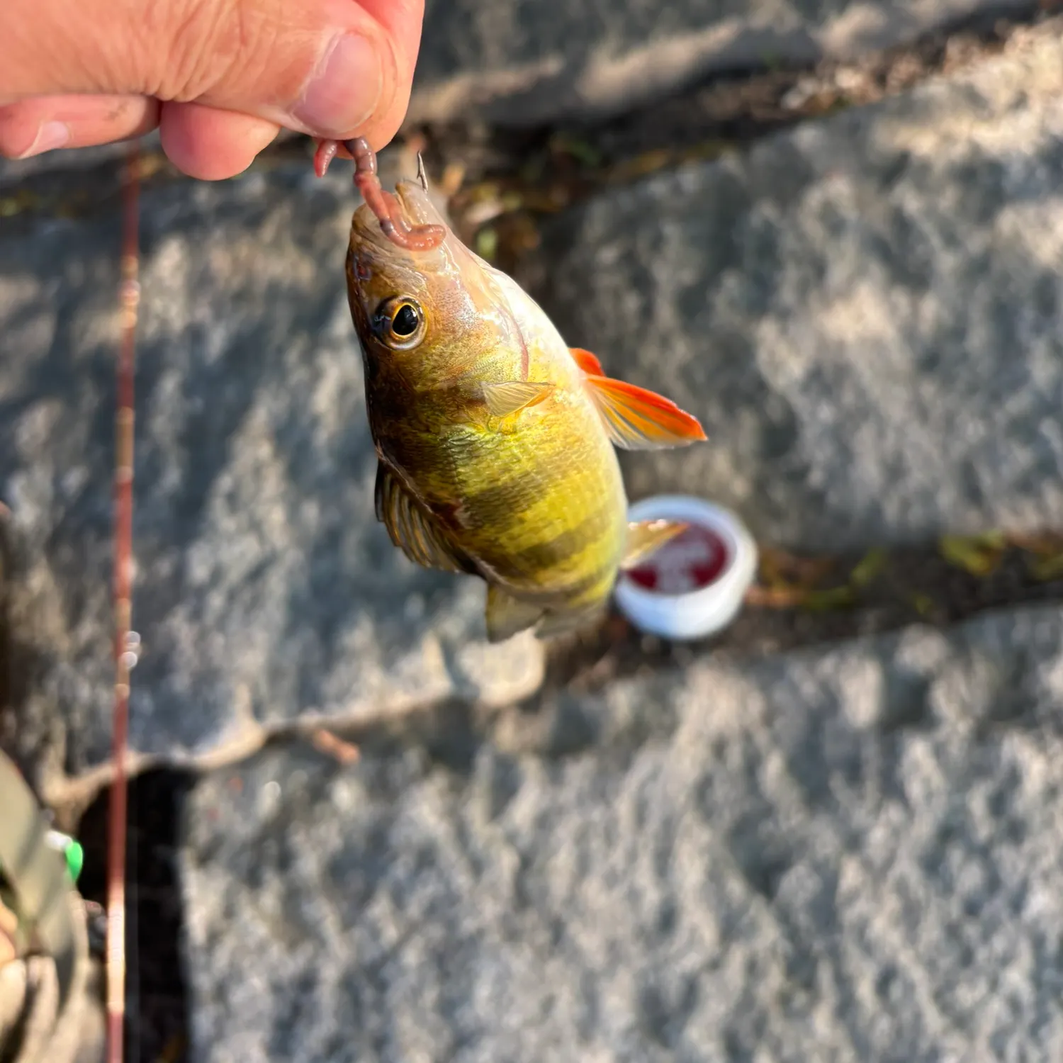 Yellow perch caught on Fishbrain
