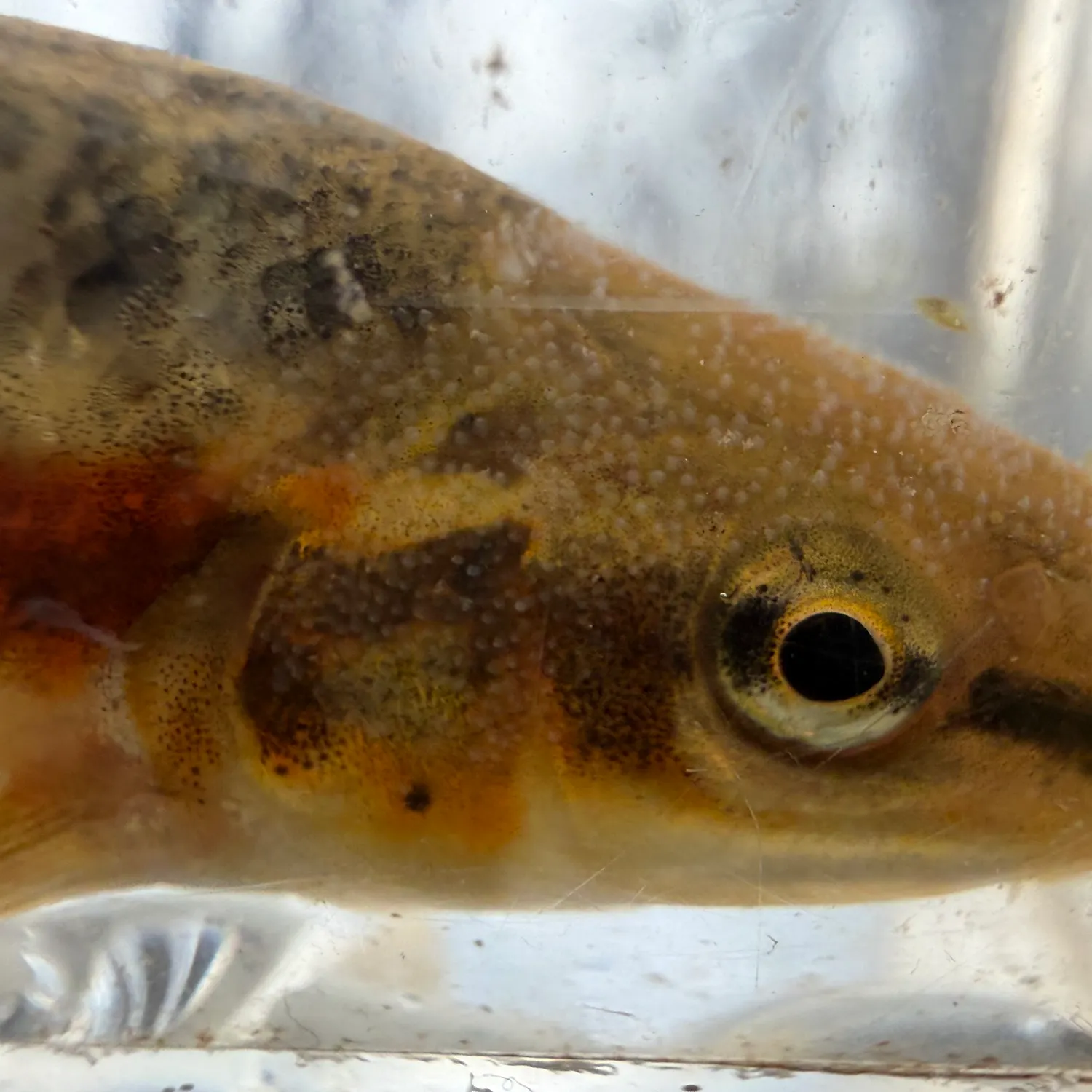 The most recent Western blacknose dace catches on Fishbrain