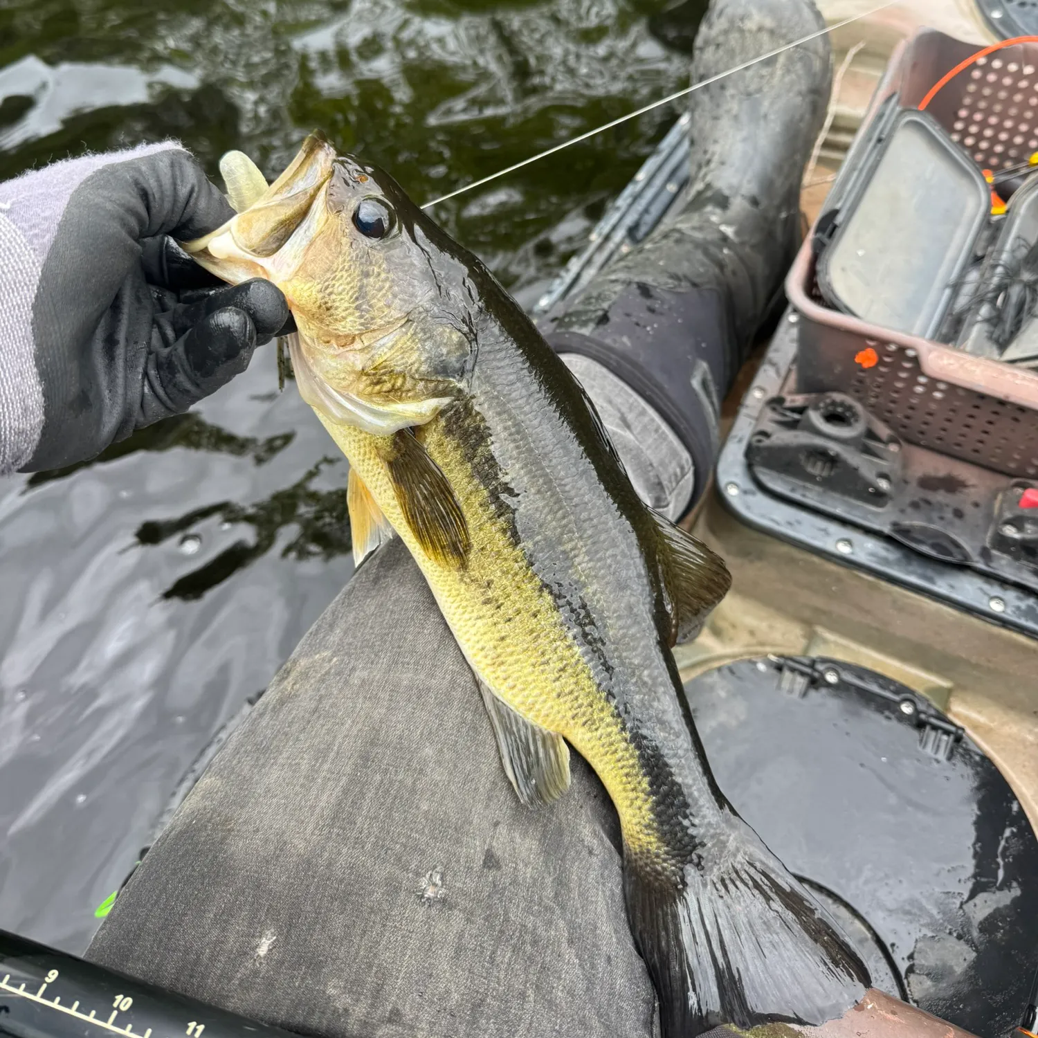 angler catch