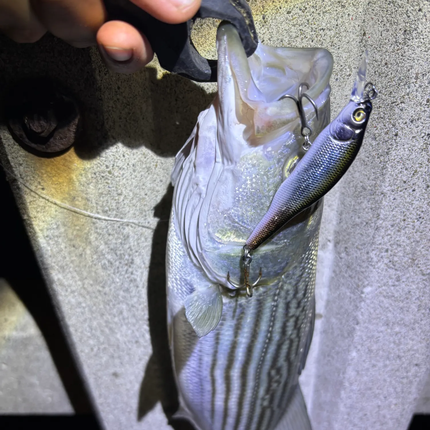 Striped bass caught on Fishbrain