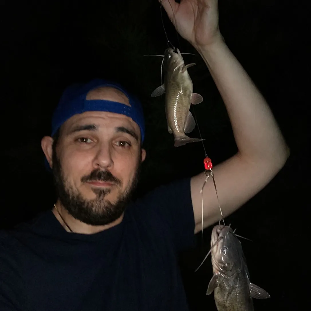 Brown bullhead caught on Fishbrain