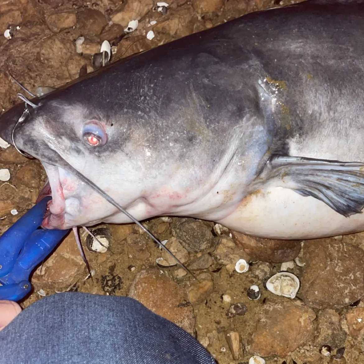 Blue catfish caught on Fishbrain