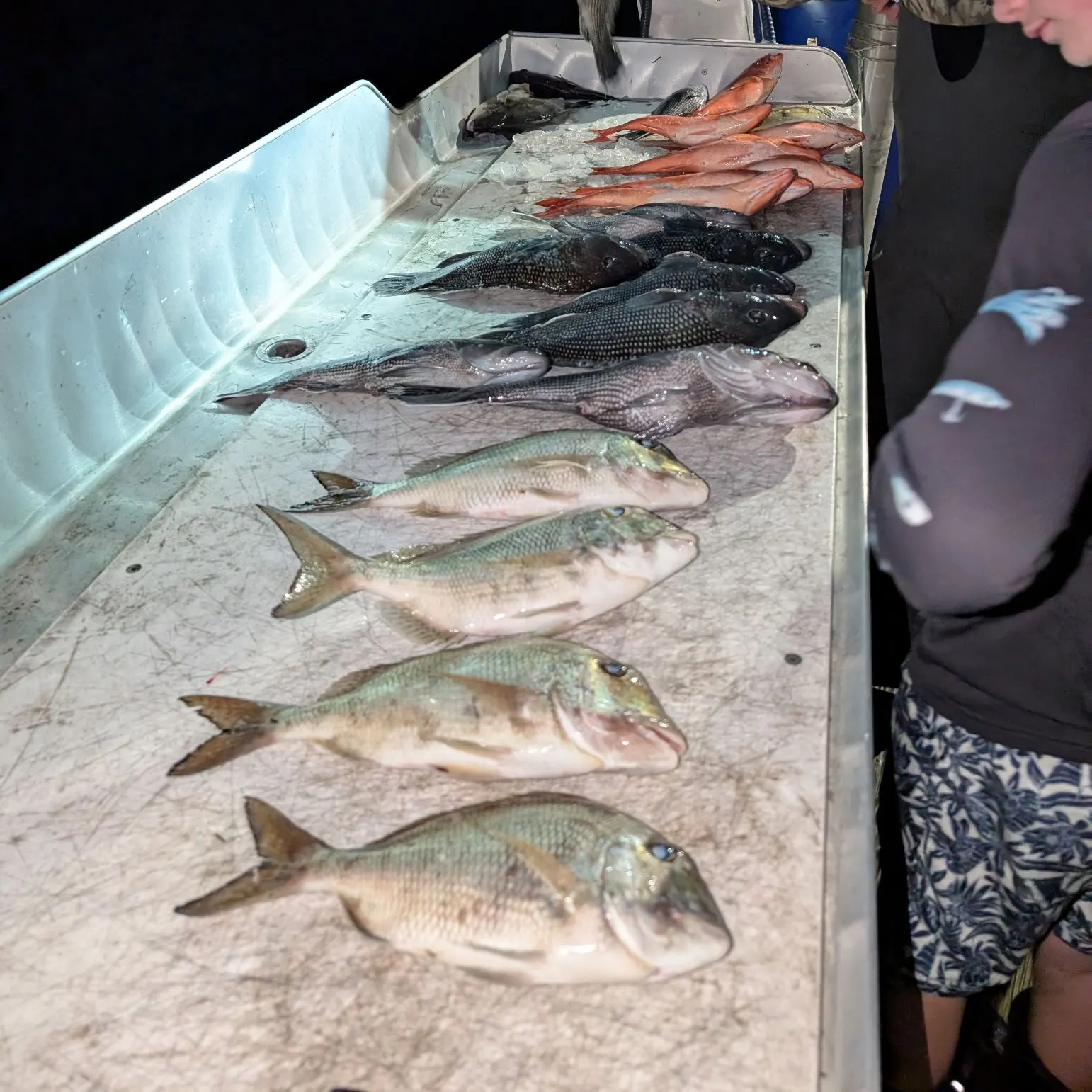 recently logged catches