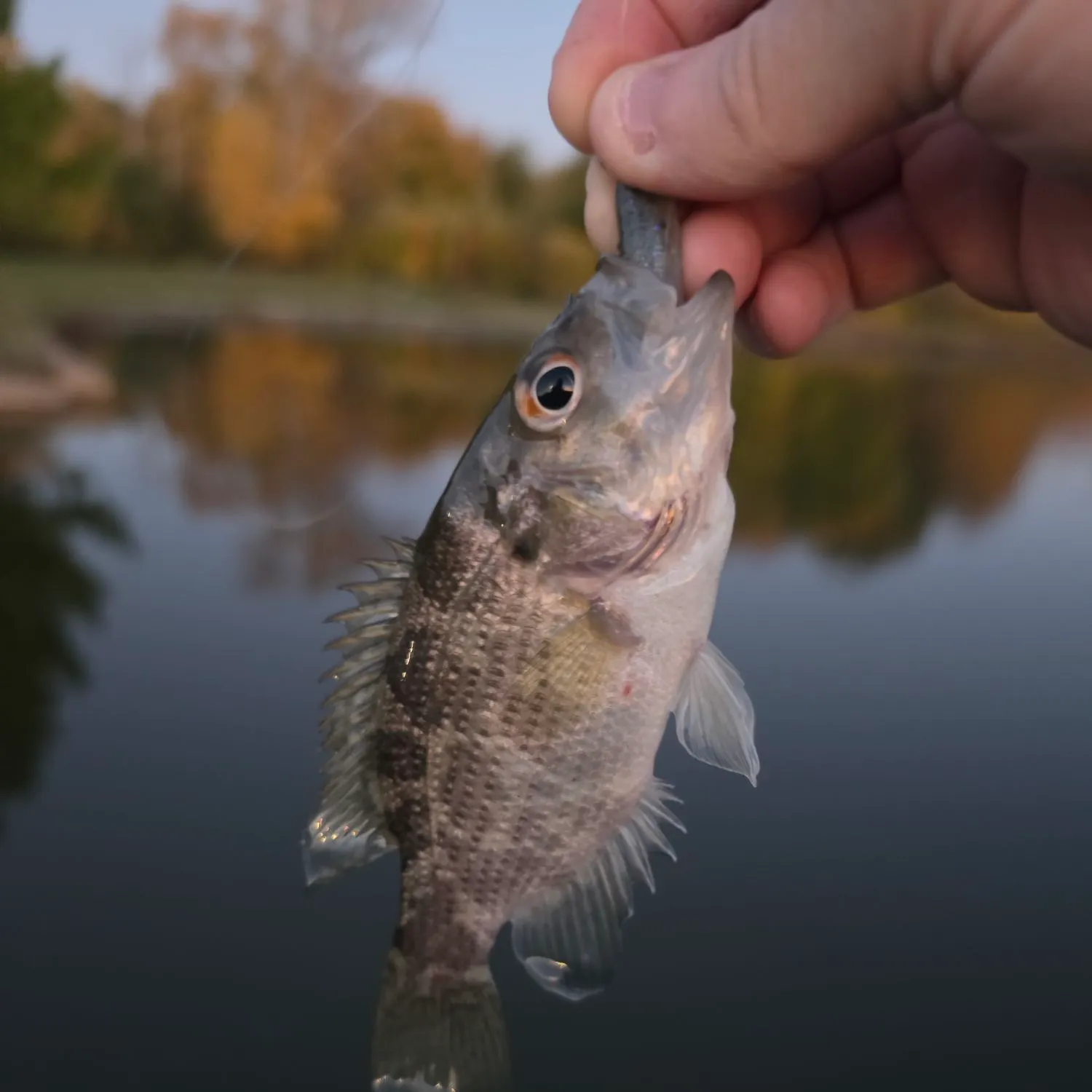 Rock bass caught on Fishbrain