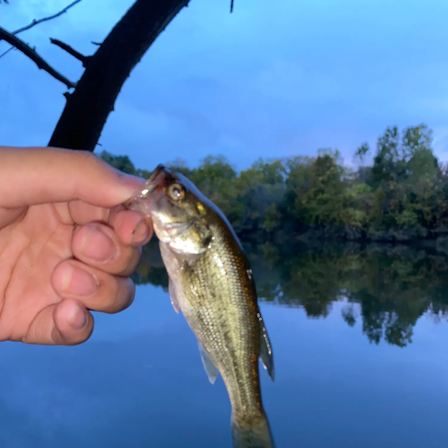 Largemouth bass caught on Fishbrain