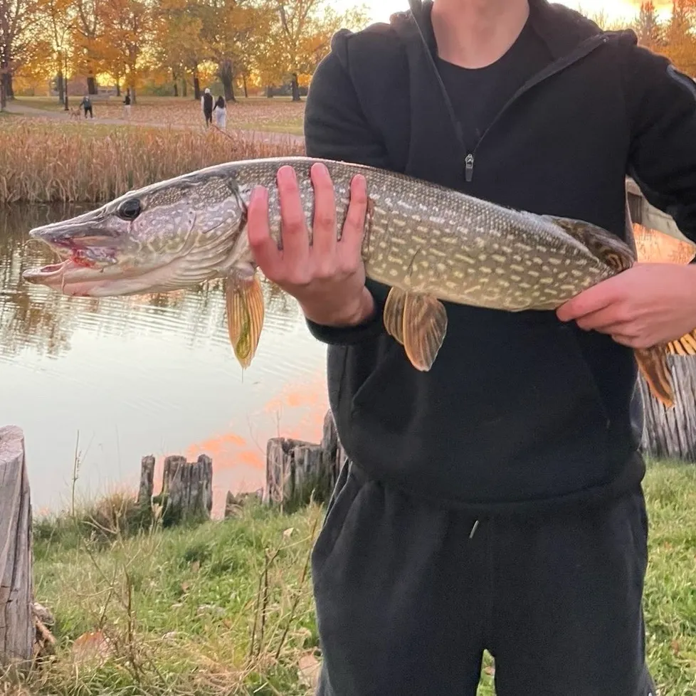 Northern pike caught on Fishbrain
