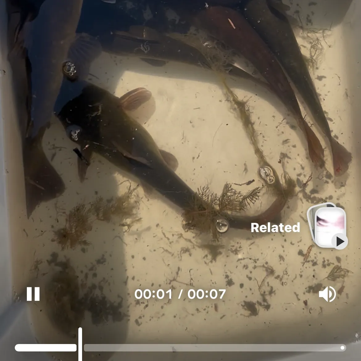 recently logged catches