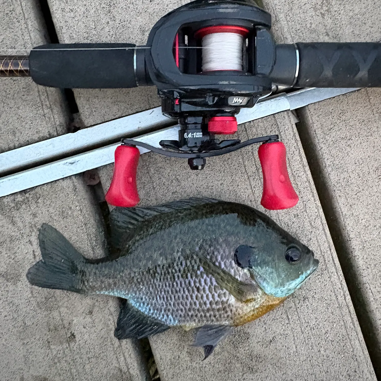 Bluegill caught on Fishbrain