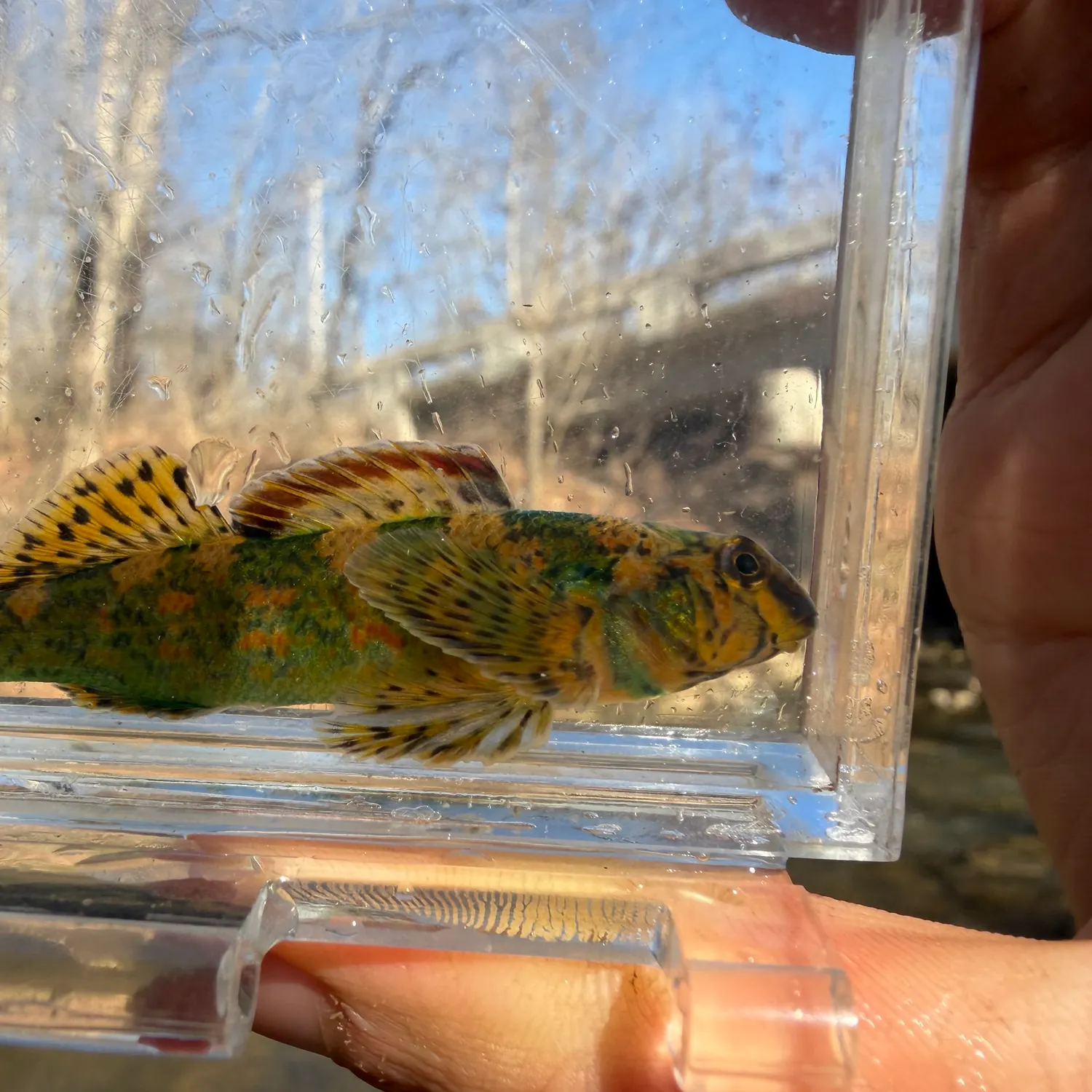 The most recent Harlequin darter catches on Fishbrain