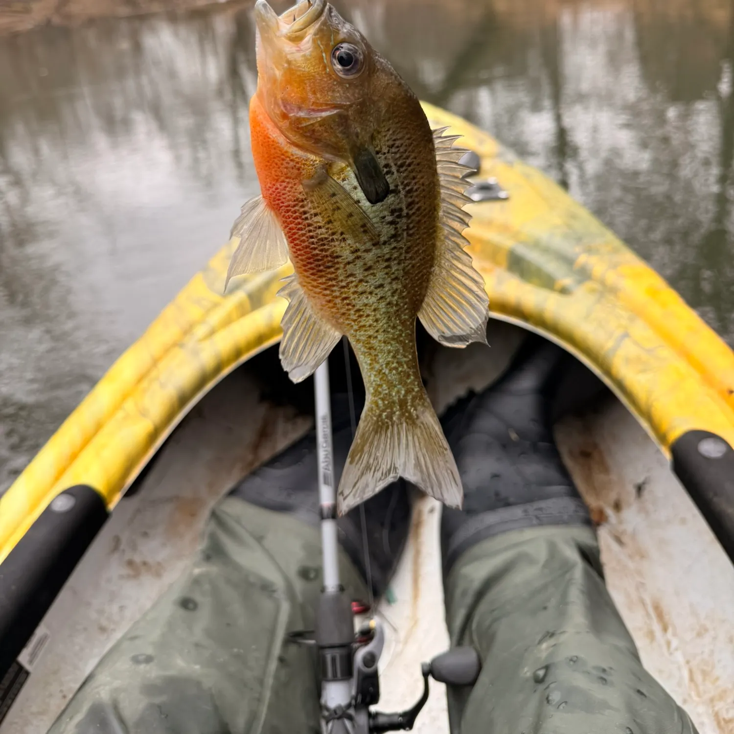 The most recent Redbreast sunfish catches on Fishbrain